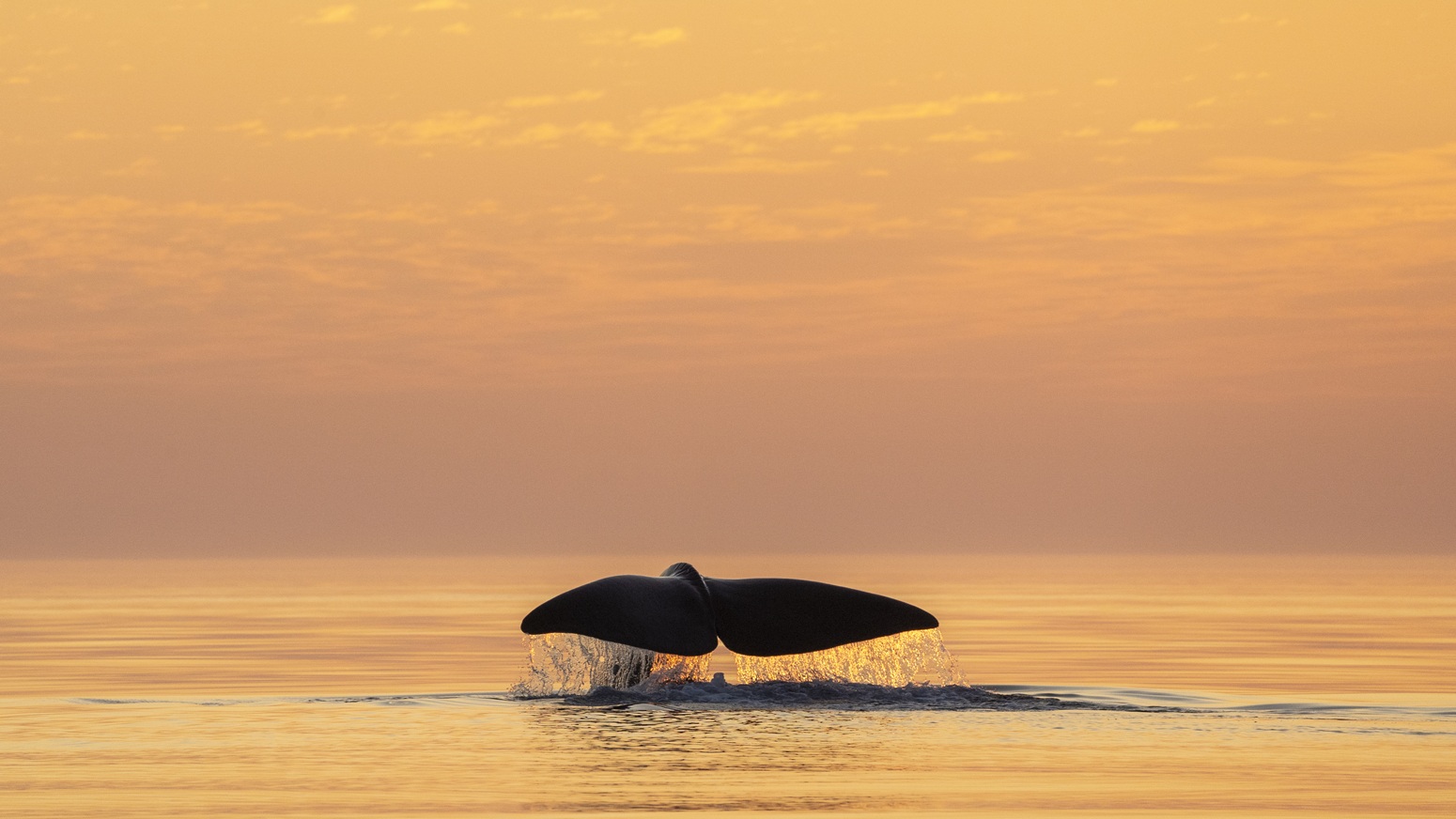 ballenas en noruega